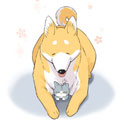 家犬和野猫
