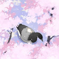 麻雀和黑雁